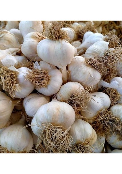 Yerli Sarımsak (Taşköprü) 1 kg fiyatları