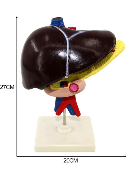 Temel Profesyonel Öğretim Yardımı ile Karaciğer Duodenum Pankreas Biyolojik Model (Yurt Dışından) fiyatları