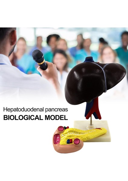 Temel Profesyonel Öğretim Yardımı ile Karaciğer Duodenum Pankreas Biyolojik Model (Yurt Dışından) modelleri