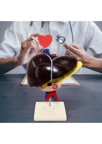 Temel Profesyonel Öğretim Yardımı ile Karaciğer Duodenum Pankreas Biyolojik Model (Yurt Dışından) fırsatları