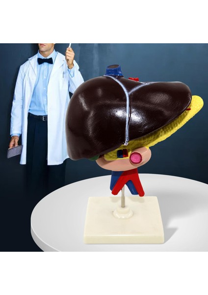 Temel Profesyonel Öğretim Yardımı ile Karaciğer Duodenum Pankreas Biyolojik Model (Yurt Dışından) indirimleri