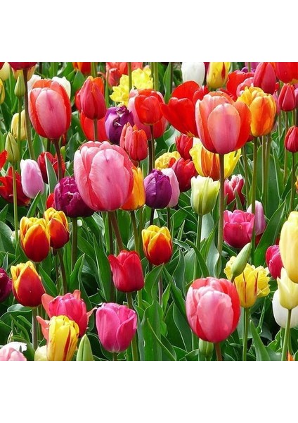 Ithal Özel Seri Kafara Joy Of Spring Lale Soğanı(4 Soğan)