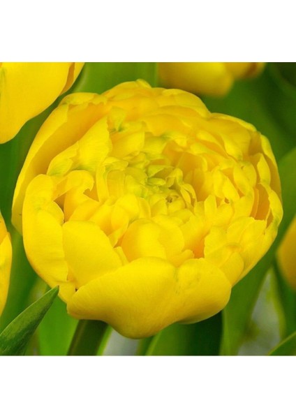 Ithal Özel Seri Katmerli Sarı Sub Lover Lale Soğanı(4 Soğan