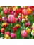 Ithal Özel Seri Kafara Joy Of Spring Lale Soğanı(4 Soğan) 1