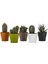 Gardenya Kaktüs 5,5 Pastel Mix Saksı 1