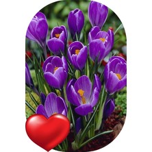 Mert Tarım 45 Adet Iran Horasan Safran Çiçeği Soğanı