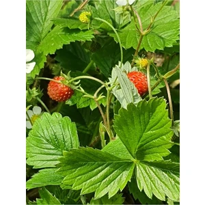 Dağ Çileği Karadeniz Tek 1 Kök Topraklı Fide Küçük Kokulu Aromalı Orman Yabani Çilek Doğal Nadir