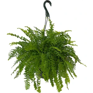 Bitki Fidanım Aşk Merdiveni Nephrolepis 20-30 cm