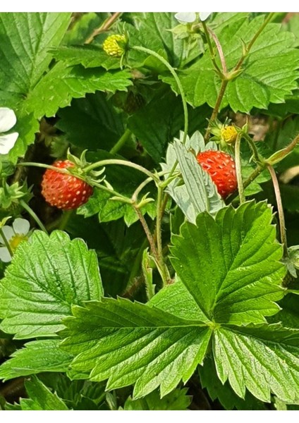 Dağ Çileği Karadeniz Tek 1 Kök Topraklı Fide Küçük Kokulu Aromalı Orman Yabani Çilek Doğal Nadir