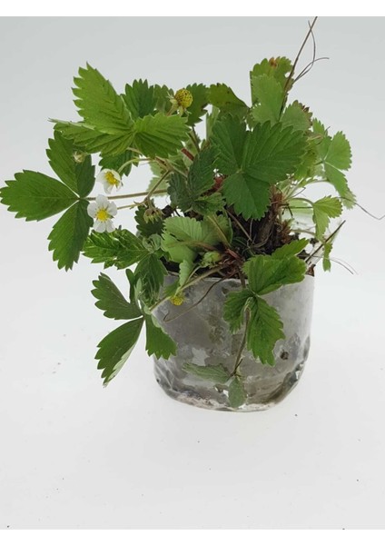 Dağ Çileği Karadeniz Tek 1 Kök Topraklı Fide Küçük Kokulu Aromalı Orman Yabani Çilek Doğal Nadir fiyatları