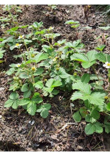 Dağ Çileği Karadeniz Tek 1 Kök Topraklı Fide Küçük Kokulu Aromalı Orman Yabani Çilek Doğal Nadir modelleri