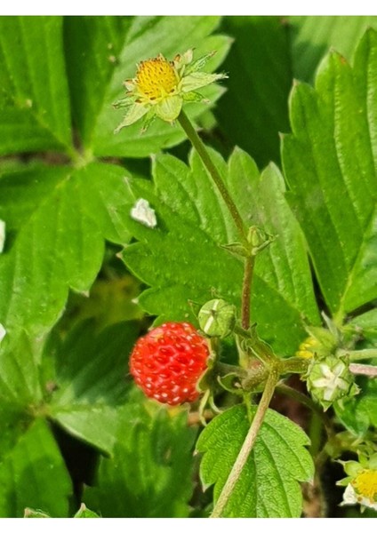 Dağ Çileği Karadeniz Tek 1 Kök Topraklı Fide Küçük Kokulu Aromalı Orman Yabani Çilek Doğal Nadir fırsatları