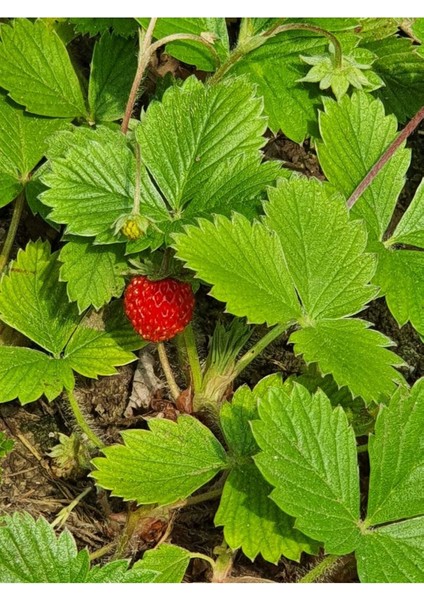 Dağ Çileği Karadeniz Tek 1 Kök Topraklı Fide Küçük Kokulu Aromalı Orman Yabani Çilek Doğal Nadir indirimleri