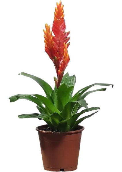 Vresia Turuncu Alev Kılıcı Çiçeği 20-30 cm
