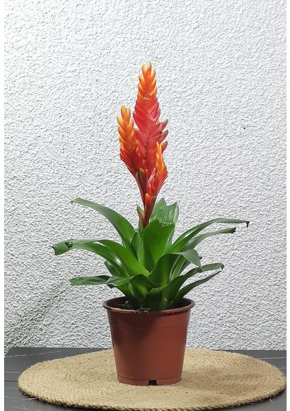Vresia Turuncu Alev Kılıcı Çiçeği 20-30 cm fiyatları
