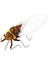 3xigh Simüle Kil Rastgele Renkli Hayvanlar Model Oyuncaklar Cicada 3 Pcs 4