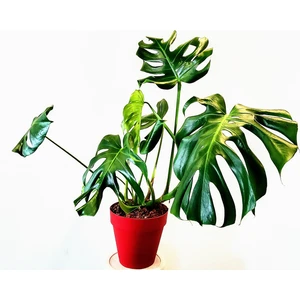 Boğaziçi Botanik ve Peyzaj Monstera/deve Tabanı