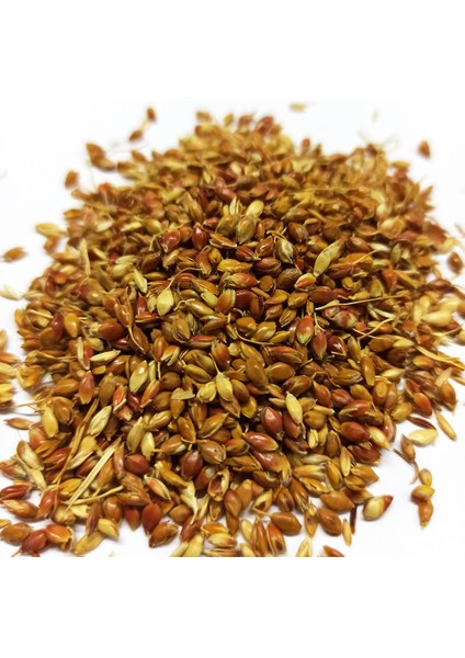 Süpürge Tohumu 250 gr fiyatları