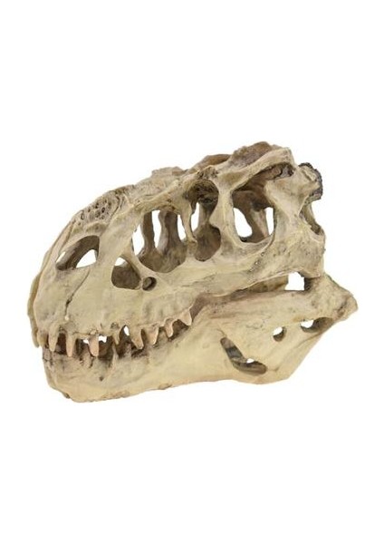 Tyrannosaurus Rex Kafatası Mağı Peyzaj Dekorasyon Balık Tankı Reçine Dinozor Kafatası Modeli Süslemeleri Ev Dekor | Süslemeleri