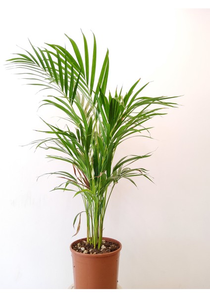 Areca Palmiyesi