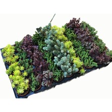 Sukulent Sedum 45'li̇ Karışık Paket