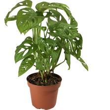 Betonish Monstera Adansonii (Deve Tabanı)