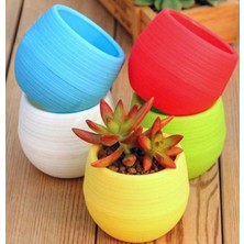 Seri̇nova ES01 Elvan Bitki ve Kaktüs Saksısı 0.13 Litre 5 Adet Saksı