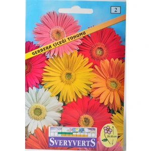 Gerbera Çiçeği Tohumu