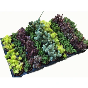 Sedum 45'li̇ Karışık Paket