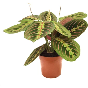Maranta Leuconeura (Dua Çiçeği)