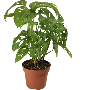 Monstera Adansonii (Deve Tabanı)