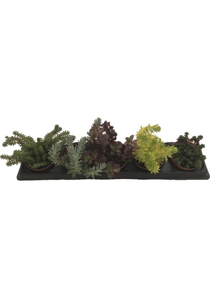 Sedum 45'li̇ Karışık Paket