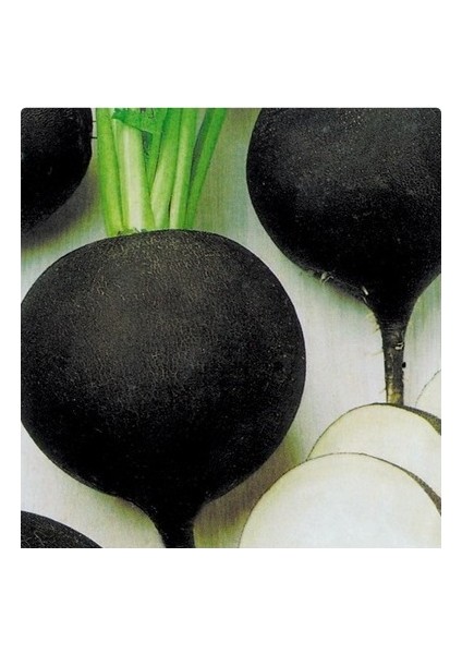 Siyah Turp Tohumu 10 Gram modelleri