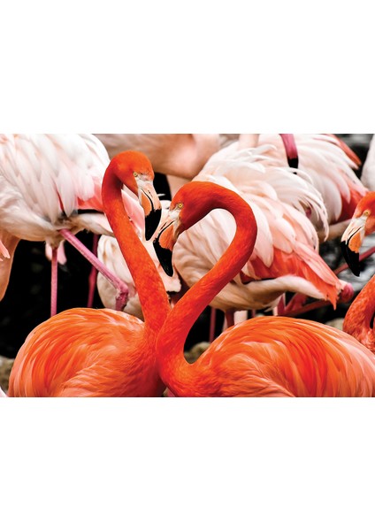 Animal Planet | Flamingo Lovers