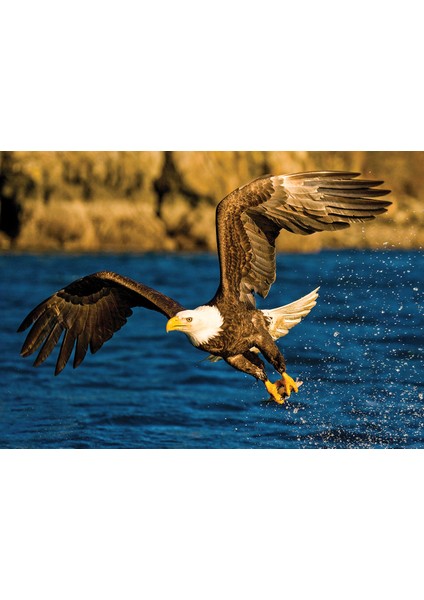 Animal Planet | Eagle At Hunting