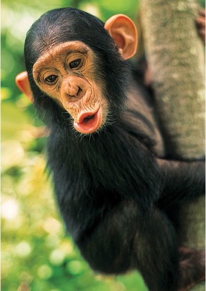 KS Games Animal Planet |  Baby Chimp