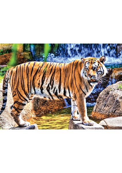 KS Games Animal Planet | Amazing Tiger