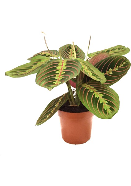 Maranta Leuconeura (Dua Çiçeği)