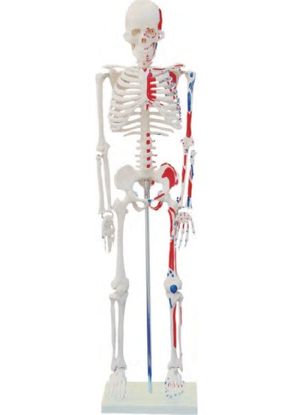 Kasları Gösterir İnsan İskeleti Modeli 85 cm Kaideli