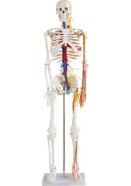 Damarları Sinirleri Gösterir İnsan İskeleti Modeli 85 cm Kaideli