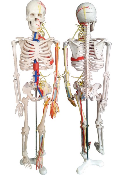 Damarları Sinirleri Gösterir İnsan İskeleti Modeli 85 cm Kaideli