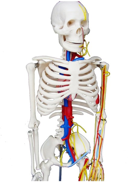 Damarları Sinirleri Gösterir İnsan İskeleti Modeli 85 cm Kaideli