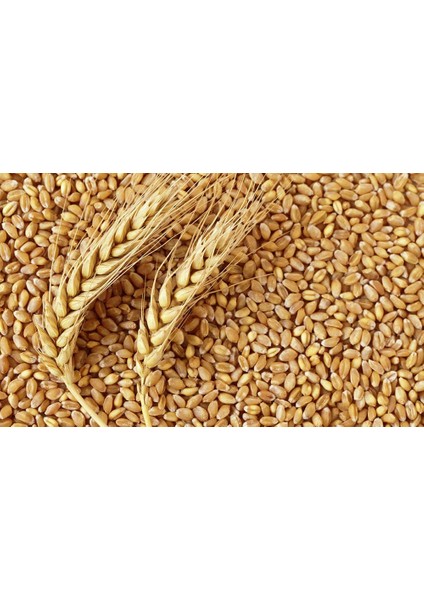 Buğday 5 Kg Yem Tavuk,Hindi,Güvercin Organik İlaçsız Yem