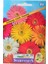 Gerbera Çiçeği Tohumu 1