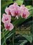 The Orchid Whisperer: Expert Secrets For Growing Beautiful Orchids - Bruce Rogers 1