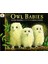 Owl Babies - Martin Waddell 1
