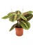 Maranta Leuconeura (Dua Çiçeği) 1