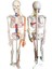 Damarları Sinirleri Gösterir İnsan İskeleti Modeli 85 cm Kaideli 2