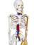 Damarları Sinirleri Gösterir İnsan İskeleti Modeli 85 cm Kaideli 4
