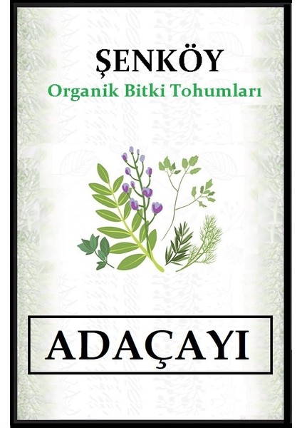 Adaçayı Tohumu Aromatik Adaçayı Bitki Tohumu Pakette 50 Adet Tohum